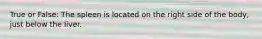 True or False: The spleen is located on the right side of the body, just below the liver.