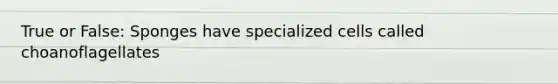 True or False: Sponges have specialized cells called choanoflagellates