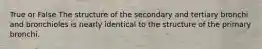 True or False The structure of the secondary and tertiary bronchi and bronchioles is nearly identical to the structure of the primary bronchi.