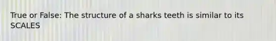 True or False: The structure of a sharks teeth is similar to its SCALES