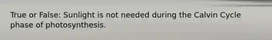 True or False: Sunlight is not needed during the Calvin Cycle phase of photosynthesis.