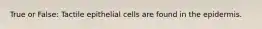 True or False: Tactile epithelial cells are found in the epidermis.