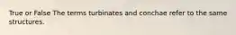 True or False The terms turbinates and conchae refer to the same structures.