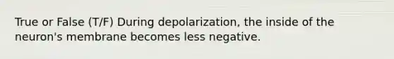 True or False (T/F) During depolarization, the inside of the neuron's membrane becomes less negative.