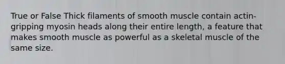 True or False Thick filaments of smooth muscle contain actin-gripping myosin heads along their entire length, a feature that makes smooth muscle as powerful as a skeletal muscle of the same size.