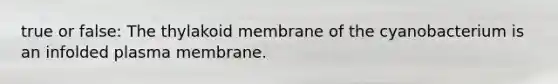 true or false: The thylakoid membrane of the cyanobacterium is an infolded plasma membrane.