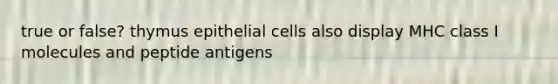 true or false? thymus epithelial cells also display MHC class I molecules and peptide antigens