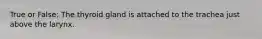 True or False: The thyroid gland is attached to the trachea just above the larynx.