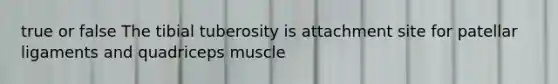 true or false The tibial tuberosity is attachment site for patellar ligaments and quadriceps muscle