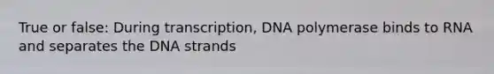 True or false: During transcription, DNA polymerase binds to RNA and separates the DNA strands