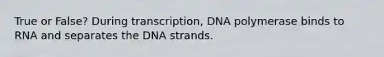 True or False? During transcription, DNA polymerase binds to RNA and separates the DNA strands.