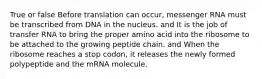 True or false Before translation can occur, messenger RNA must be transcribed from DNA in the nucleus. and It is the job of transfer RNA to bring the proper amino acid into the ribosome to be attached to the growing peptide chain. and When the ribosome reaches a stop codon, it releases the newly formed polypeptide and the mRNA molecule.