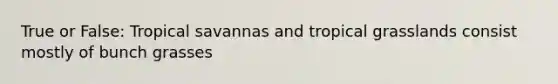 True or False: Tropical savannas and tropical grasslands consist mostly of bunch grasses