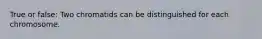 True or false: Two chromatids can be distinguished for each chromosome.