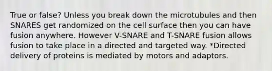 True or false? Unless you break down the microtubules and then SNARES get randomized on the cell surface then you can have fusion anywhere. However V-SNARE and T-SNARE fusion allows fusion to take place in a directed and targeted way. *Directed delivery of proteins is mediated by motors and adaptors.