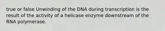 true or false Unwinding of the DNA during transcription is the result of the activity of a helicase enzyme downstream of the RNA polymerase.