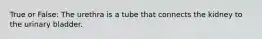 True or False: The urethra is a tube that connects the kidney to the urinary bladder.