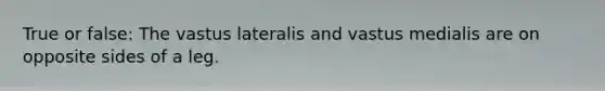 True or false: The vastus lateralis and vastus medialis are on opposite sides of a leg.