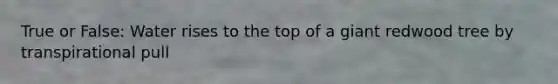 True or False: Water rises to the top of a giant redwood tree by transpirational pull