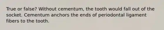 True or false? Without cementum, the tooth would fall out of the socket. Cementum anchors the ends of periodontal ligament fibers to the tooth.