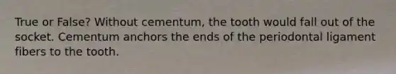 True or False? Without cementum, the tooth would fall out of the socket. Cementum anchors the ends of the periodontal ligament fibers to the tooth.