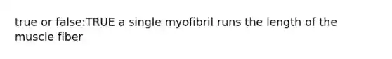 true or false:TRUE a single myofibril runs the length of the muscle fiber