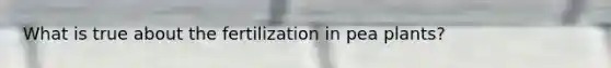 What is true about the fertilization in pea plants?