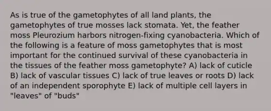 As is true of the gametophytes of all land plants, the gametophytes of true mosses lack stomata. Yet, the feather moss Pleurozium harbors nitrogen-fixing cyanobacteria. Which of the following is a feature of moss gametophytes that is most important for the continued survival of these cyanobacteria in the tissues of the feather moss gametophyte? A) lack of cuticle B) lack of vascular tissues C) lack of true leaves or roots D) lack of an independent sporophyte E) lack of multiple cell layers in "leaves" of "buds"