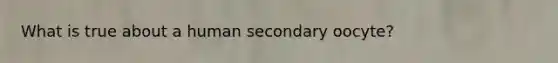 What is true about a human secondary oocyte?