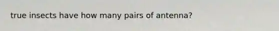 true insects have how many pairs of antenna?