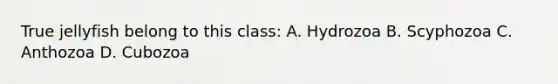 True jellyfish belong to this class: A. Hydrozoa B. Scyphozoa C. Anthozoa D. Cubozoa