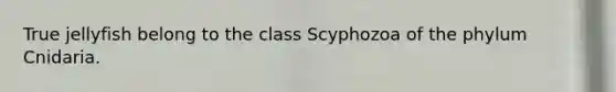 True jellyfish belong to the class Scyphozoa of the phylum Cnidaria.