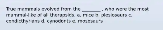 True mammals evolved from the ________ , who were the most mammal-like of all therapsids. a. mice b. plesiosaurs c. condicthyrians d. cynodonts e. mososaurs