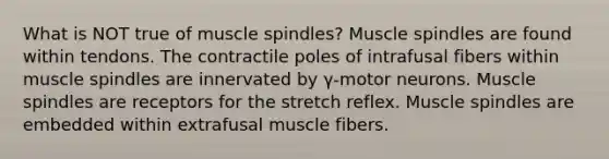 What is NOT true of muscle spindles? Muscle spindles are found within tendons. The contractile poles of intrafusal fibers within muscle spindles are innervated by γ-motor neurons. Muscle spindles are receptors for the stretch reflex. Muscle spindles are embedded within extrafusal muscle fibers.