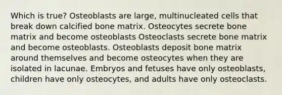 Which is true? Osteoblasts are large, multinucleated cells that break down calcified bone matrix. Osteocytes secrete bone matrix and become osteoblasts Osteoclasts secrete bone matrix and become osteoblasts. Osteoblasts deposit bone matrix around themselves and become osteocytes when they are isolated in lacunae. Embryos and fetuses have only osteoblasts, children have only osteocytes, and adults have only osteoclasts.