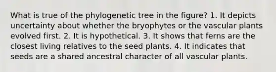 What is true of the phylogenetic tree in the figure? 1. It depicts uncertainty about whether the bryophytes or the vascular plants evolved first. 2. It is hypothetical. 3. It shows that ferns are the closest living relatives to the seed plants. 4. It indicates that seeds are a shared ancestral character of all vascular plants.