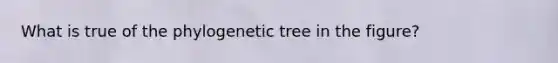 What is true of the phylogenetic tree in the figure?