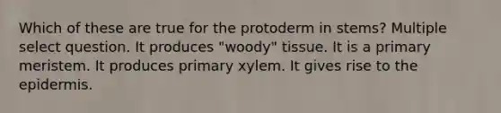 Which of these are true for the protoderm in stems? Multiple select question. It produces "woody" tissue. It is a primary meristem. It produces primary xylem. It gives rise to the epidermis.