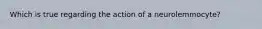 Which is true regarding the action of a neurolemmocyte?