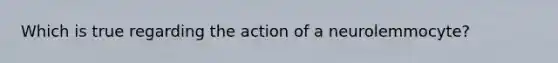 Which is true regarding the action of a neurolemmocyte?