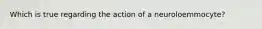 Which is true regarding the action of a neuroloemmocyte?