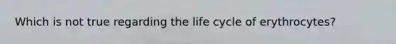 Which is not true regarding the life cycle of erythrocytes?