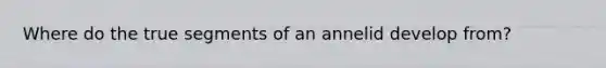 Where do the true segments of an annelid develop from?