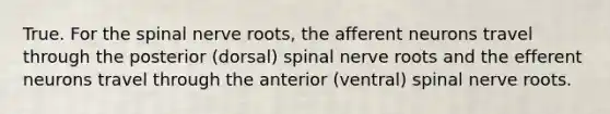 True. For the spinal nerve roots, the afferent neurons travel through the posterior (dorsal) spinal nerve roots and the efferent neurons travel through the anterior (ventral) spinal nerve roots.