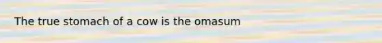 The true stomach of a cow is the omasum