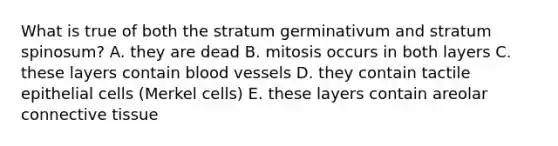 What is true of both the stratum germinativum and stratum spinosum? A. they are dead B. mitosis occurs in both layers C. these layers contain blood vessels D. they contain tactile epithelial cells (Merkel cells) E. these layers contain areolar <a href='https://www.questionai.com/knowledge/kYDr0DHyc8-connective-tissue' class='anchor-knowledge'>connective tissue</a>