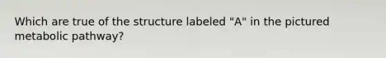 Which are true of the structure labeled "A" in the pictured metabolic pathway?