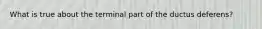 What is true about the terminal part of the ductus deferens?