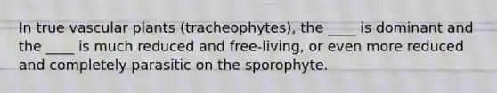 In true <a href='https://www.questionai.com/knowledge/kbaUXKuBoK-vascular-plants' class='anchor-knowledge'>vascular plants</a> (tracheophytes), the ____ is dominant and the ____ is much reduced and free-living, or even more reduced and completely parasitic on the sporophyte.