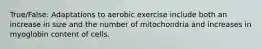 True/False: Adaptations to aerobic exercise include both an increase in size and the number of mitochondria and increases in myoglobin content of cells.